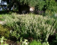 monarda punctata mass 8-10.jpg